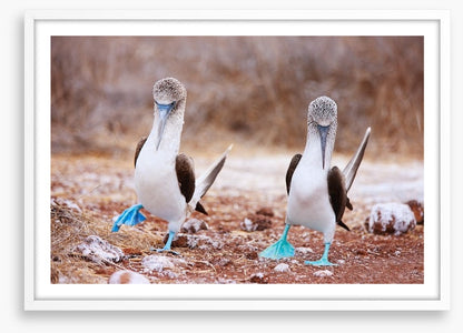 Blue footed booby mates