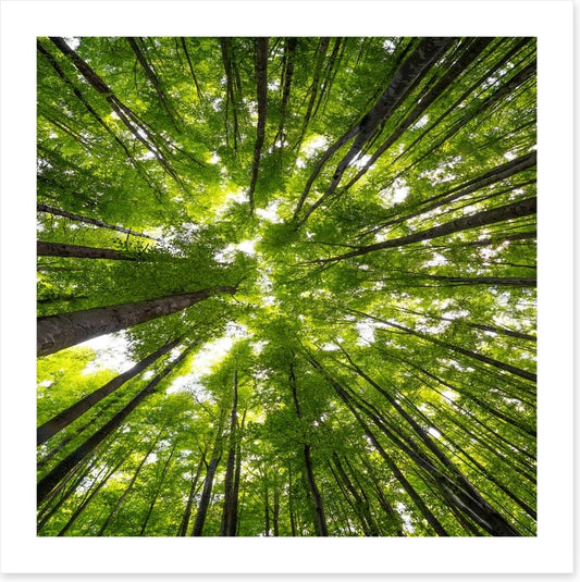 Beeches to the sky