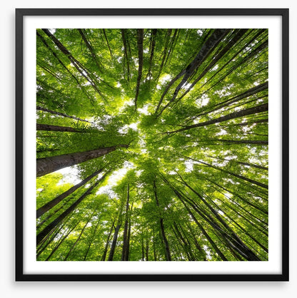 Beeches to the sky