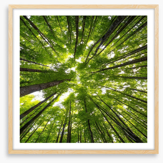 Beeches to the sky