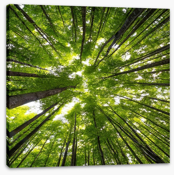 Beeches to the sky