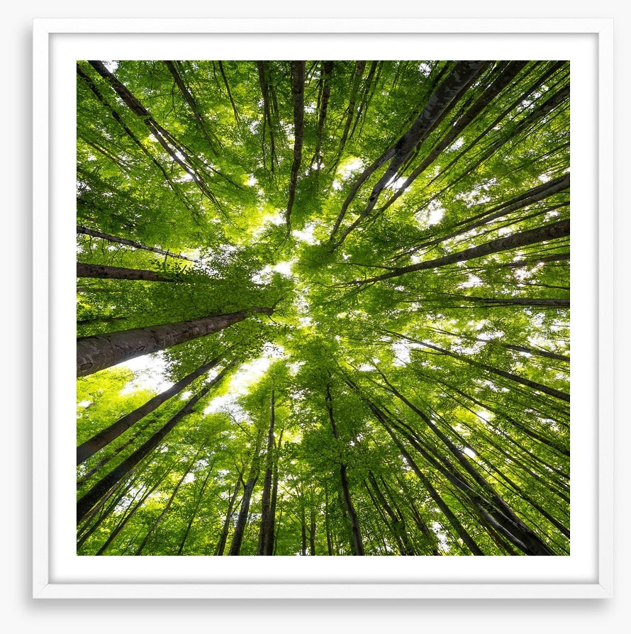 Beeches to the sky