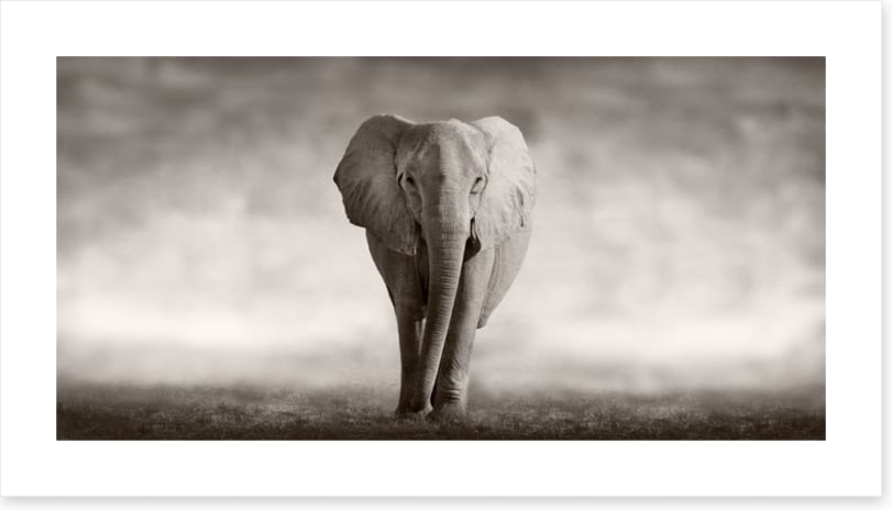 Mighty African elephant