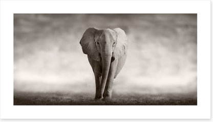 Mighty African elephant