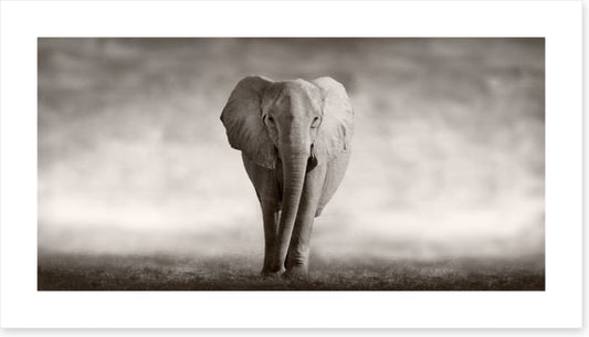 Mighty African elephant