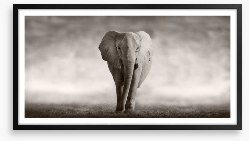 Mighty African elephant