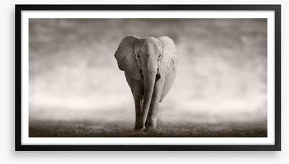 Mighty African elephant