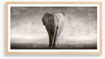Mighty African elephant