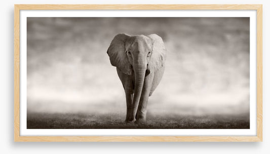 Mighty African elephant