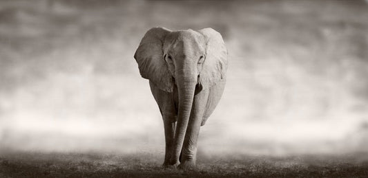 Mighty African elephant