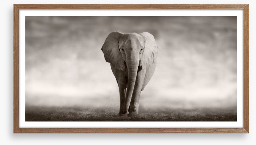 Mighty African elephant
