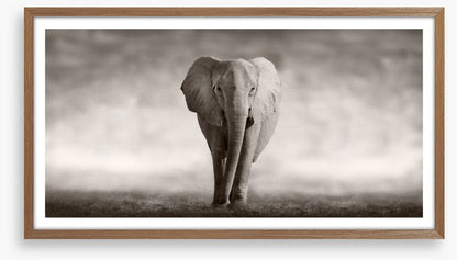 Mighty African elephant