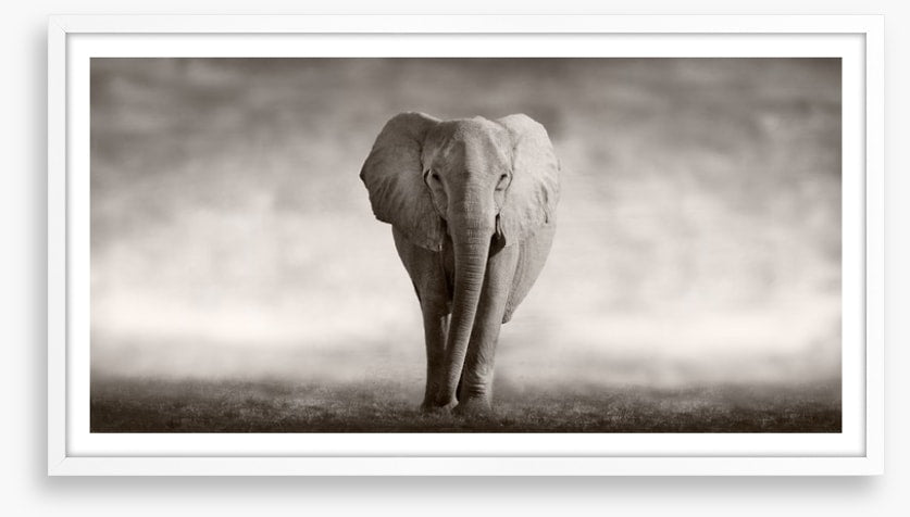 Mighty African elephant