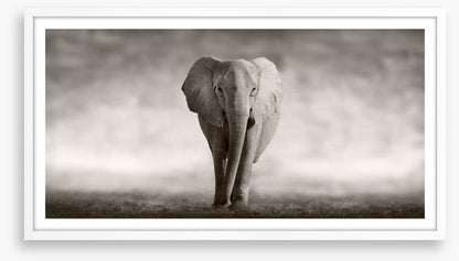 Mighty African elephant