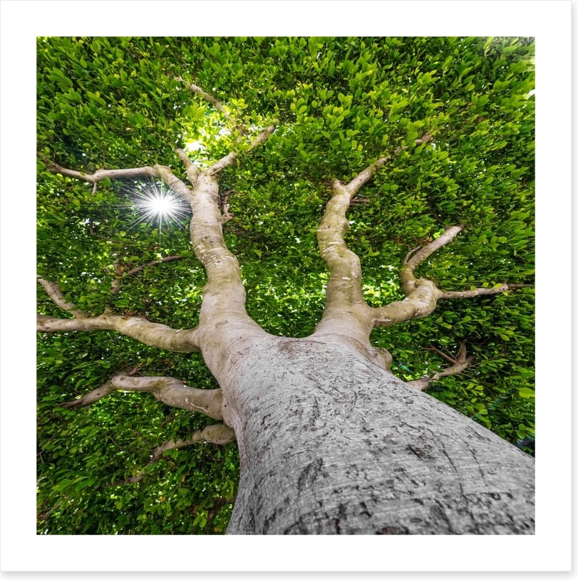 The old tree