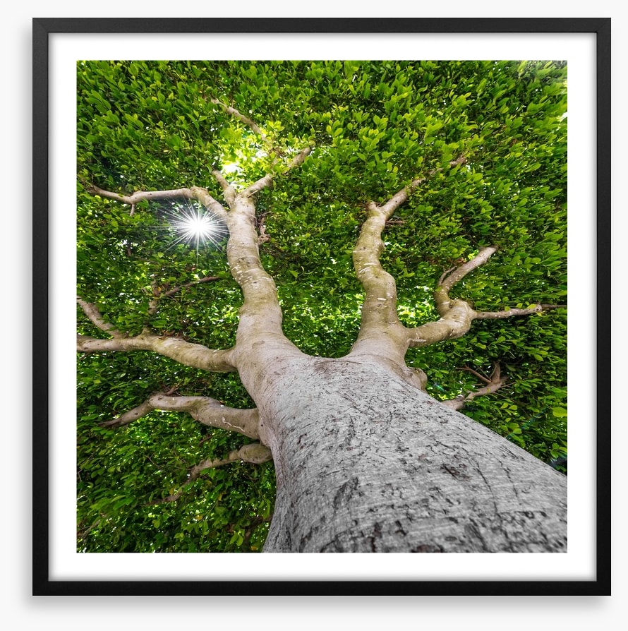 The old tree