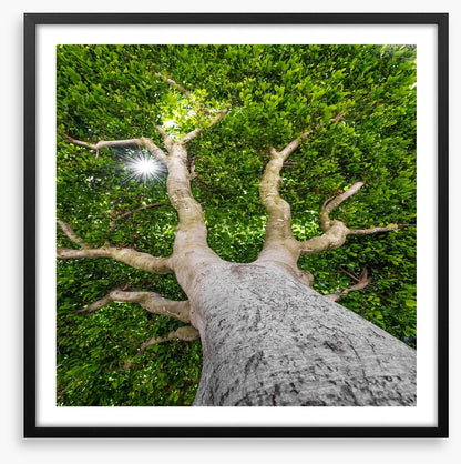 The old tree