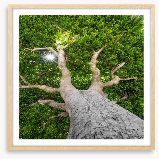 The old tree