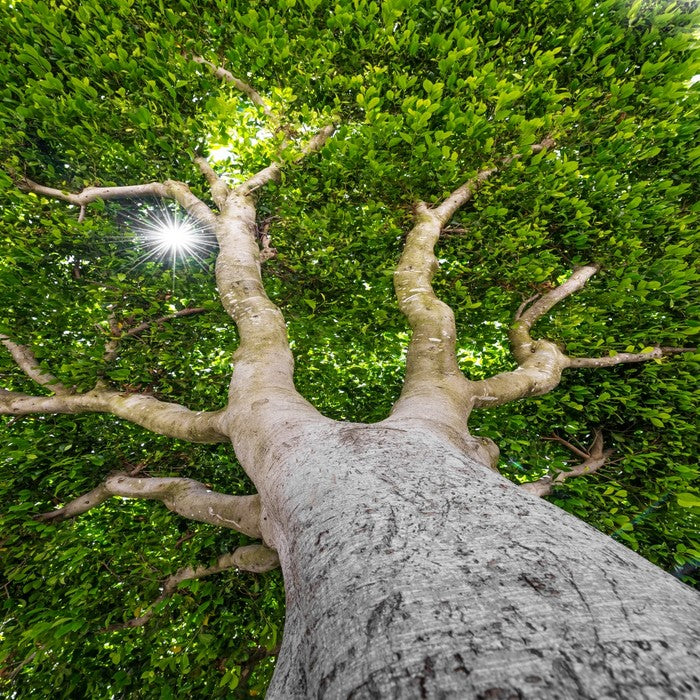 The old tree