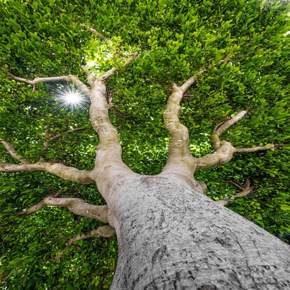 The old tree