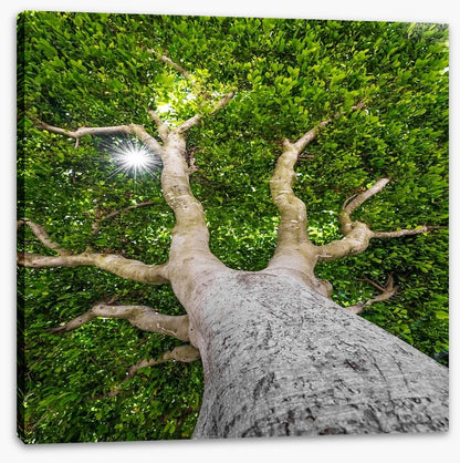 The old tree