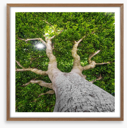 The old tree