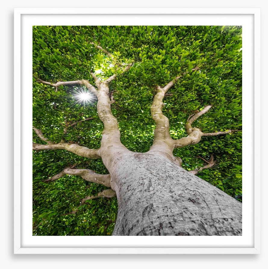 The old tree