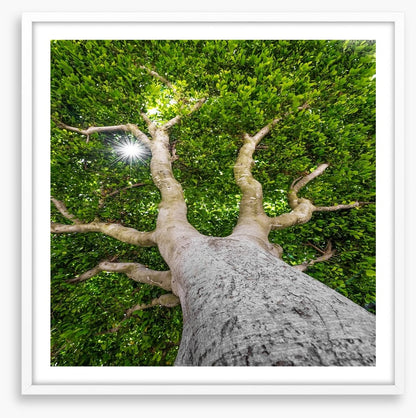 The old tree
