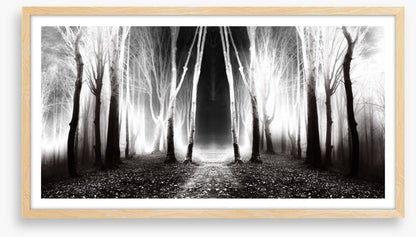 Forests