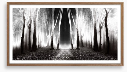 Forests