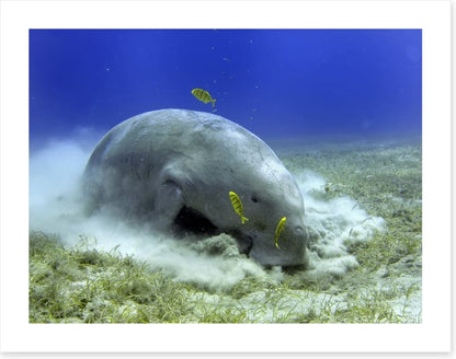 Fish / Aquatic