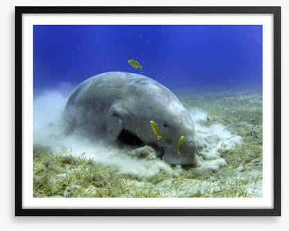 Fish / Aquatic