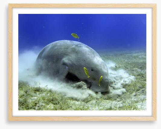 Fish / Aquatic