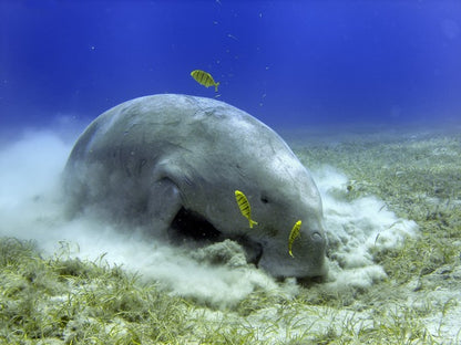 Fish / Aquatic