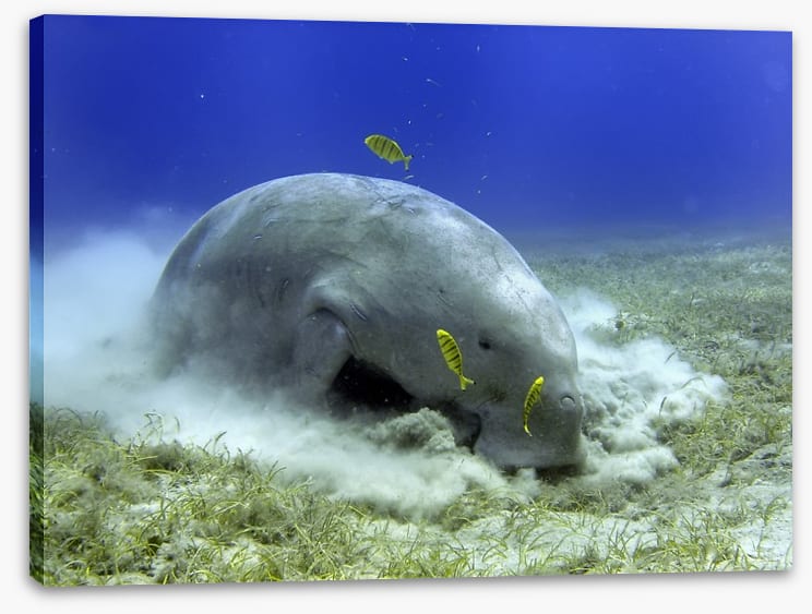 Fish / Aquatic