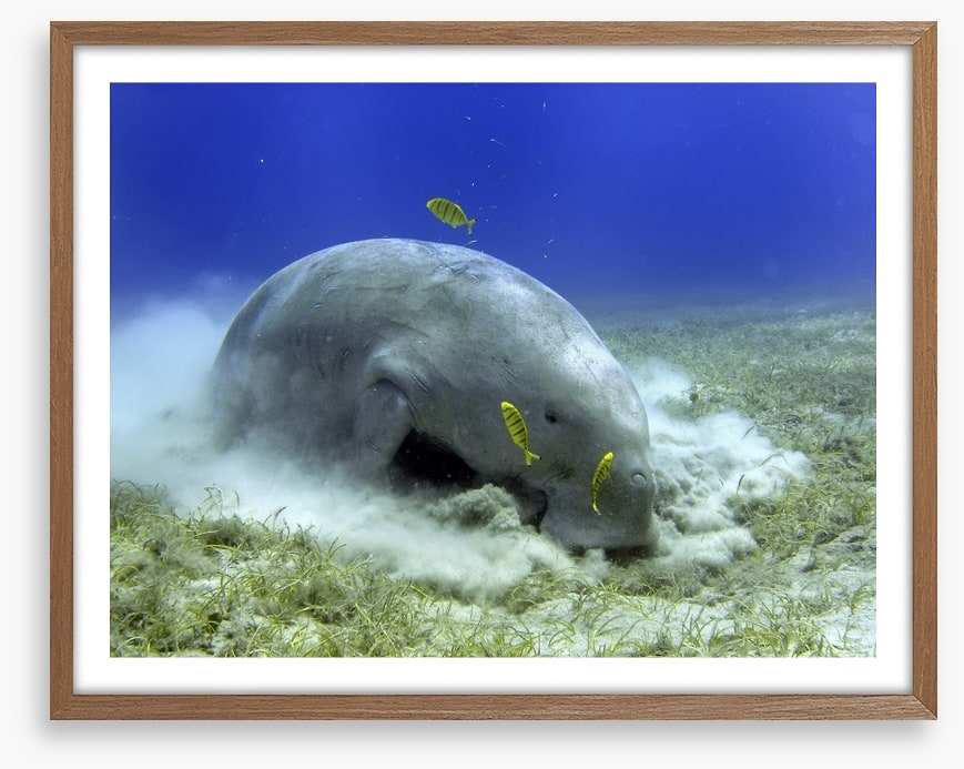 Fish / Aquatic