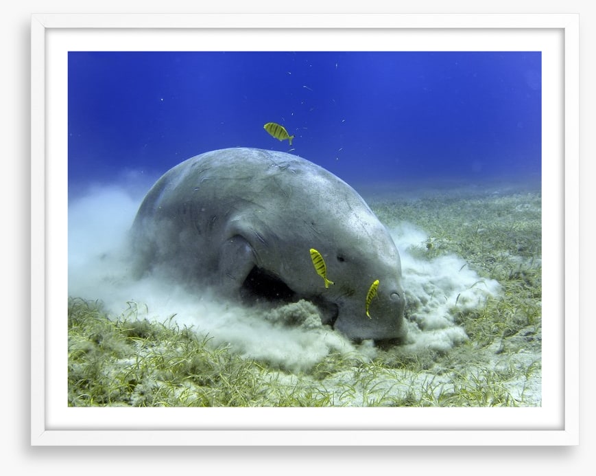 Fish / Aquatic