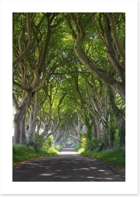 Magical wood tree tunnel