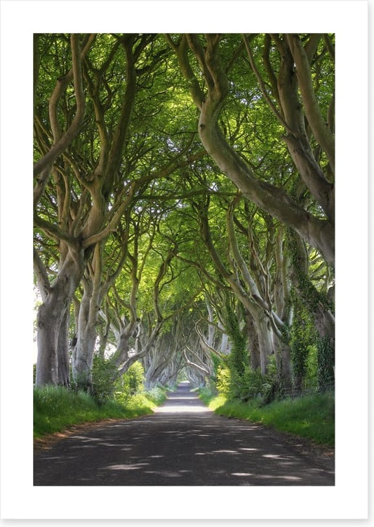 Magical wood tree tunnel