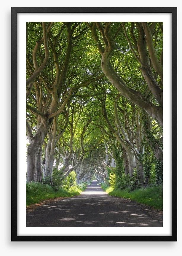 Magical wood tree tunnel