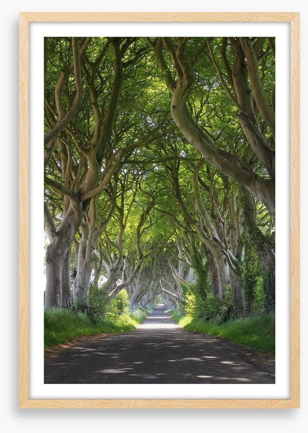Magical wood tree tunnel