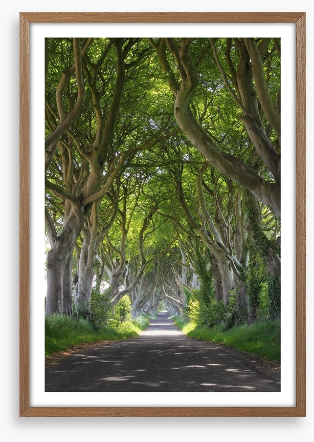 Magical wood tree tunnel