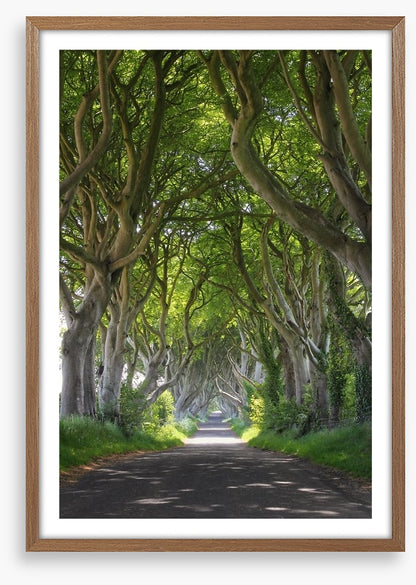 Magical wood tree tunnel