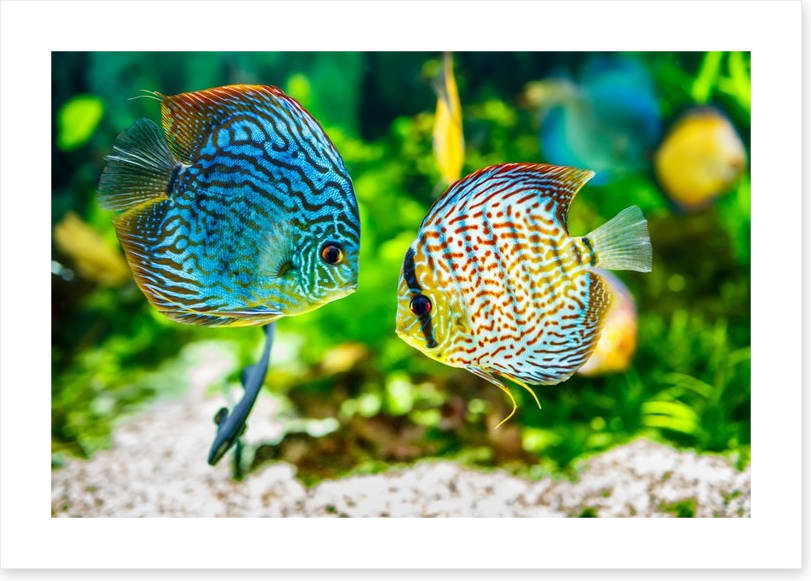 Symphysodon discus