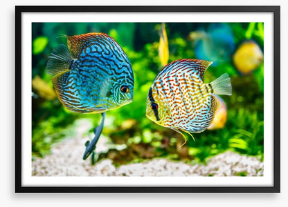 Symphysodon discus