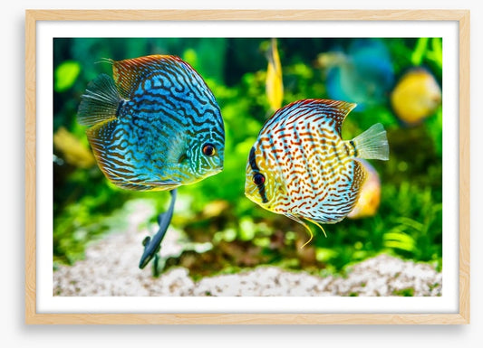 Symphysodon discus