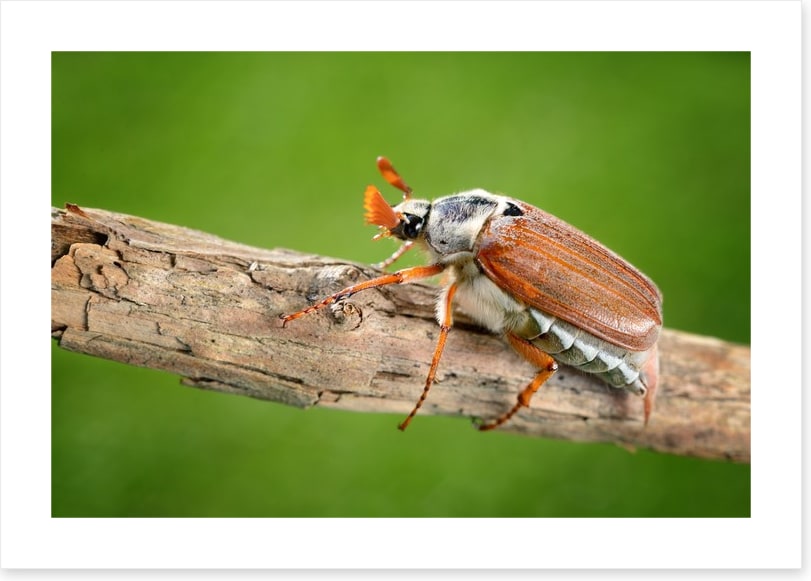 Insects