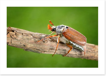 Insects