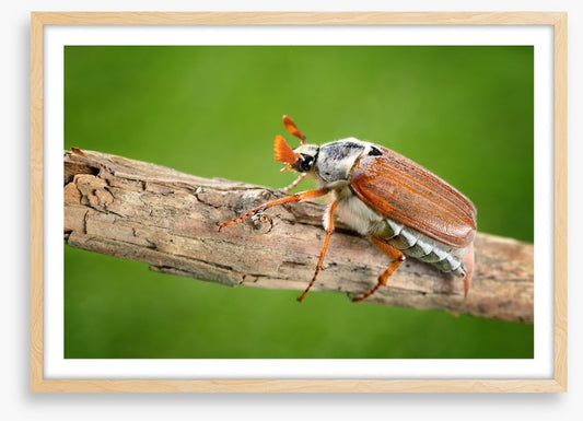 Insects