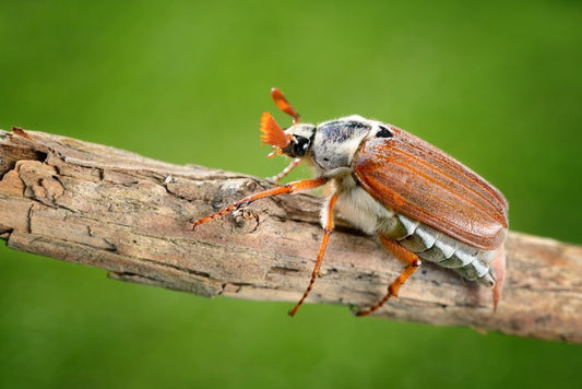 Insects